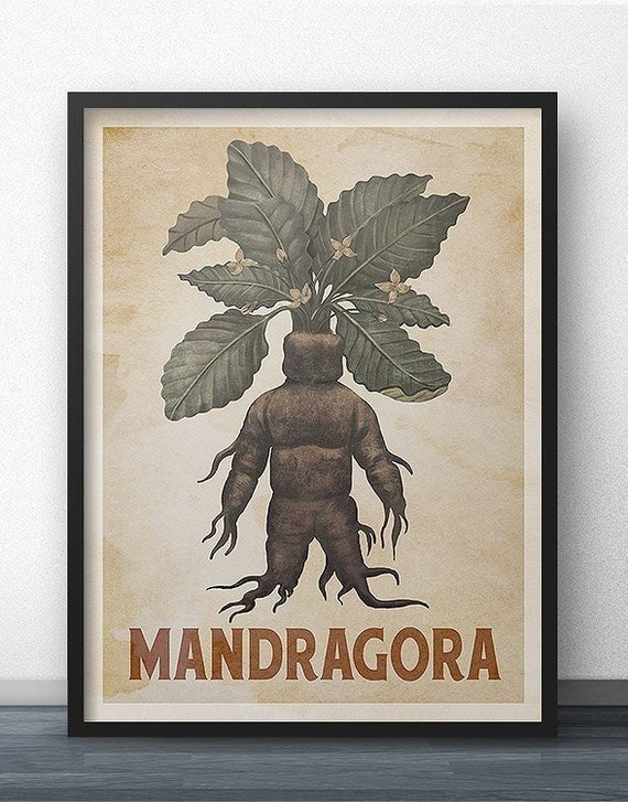 Style Mandrake