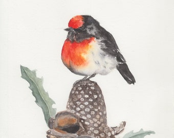 Red Capped Robin Art Print