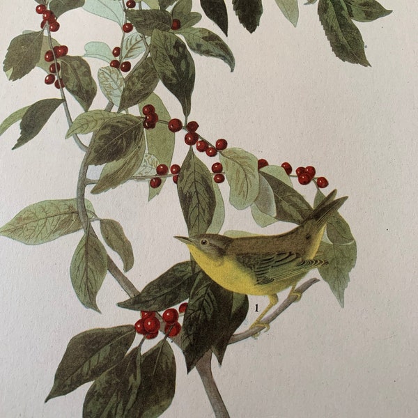 Nature Print - vintage - 1944 - Audubon - Warbler