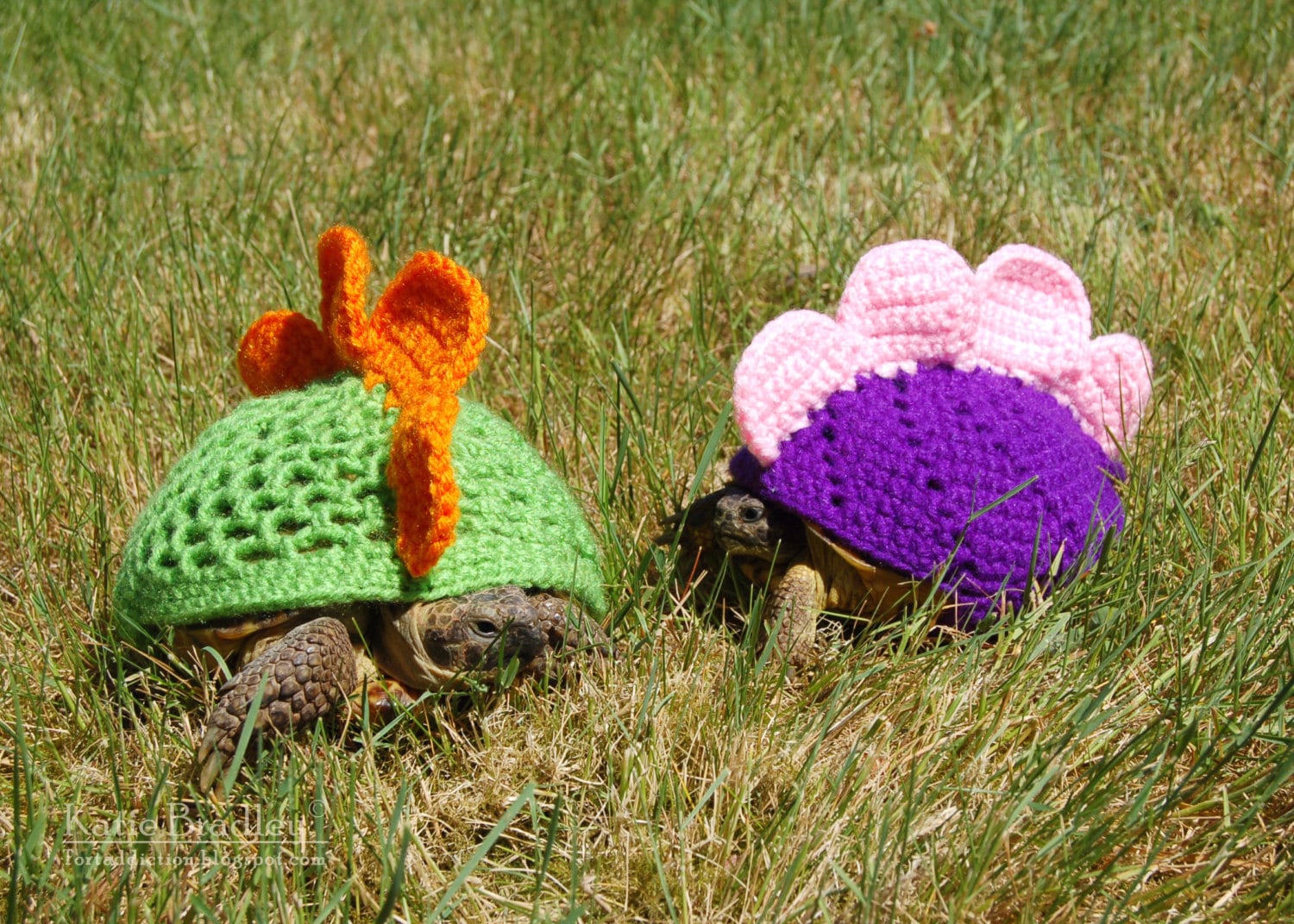 39 Stegosaurus Crochet Patterns: Unleash Your Creativity with Dinosaur Designs 21 Pattern for stegosaurus cozy for tortoises