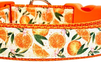 Orange Dog Collar, Clementine Dog Collar, Fruit Dog Collar