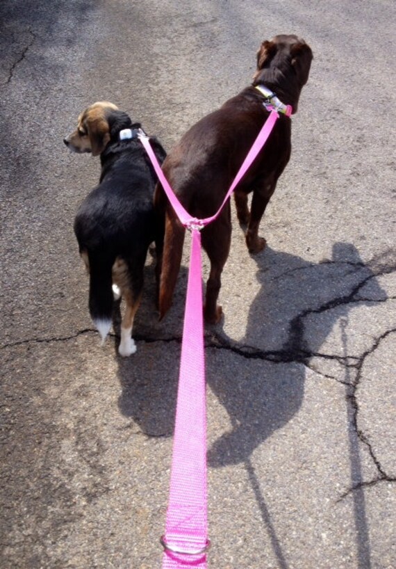 walking 2 dogs on 1 leash