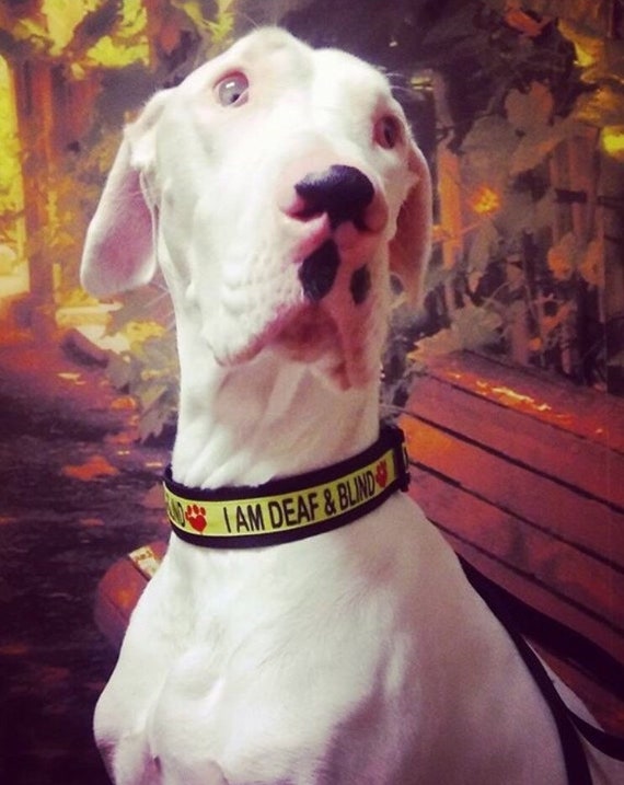 Blind and clearance deaf dog accessories