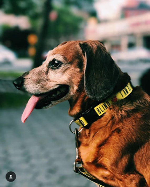 Can Shock Collars Cause Seizures In Dogs