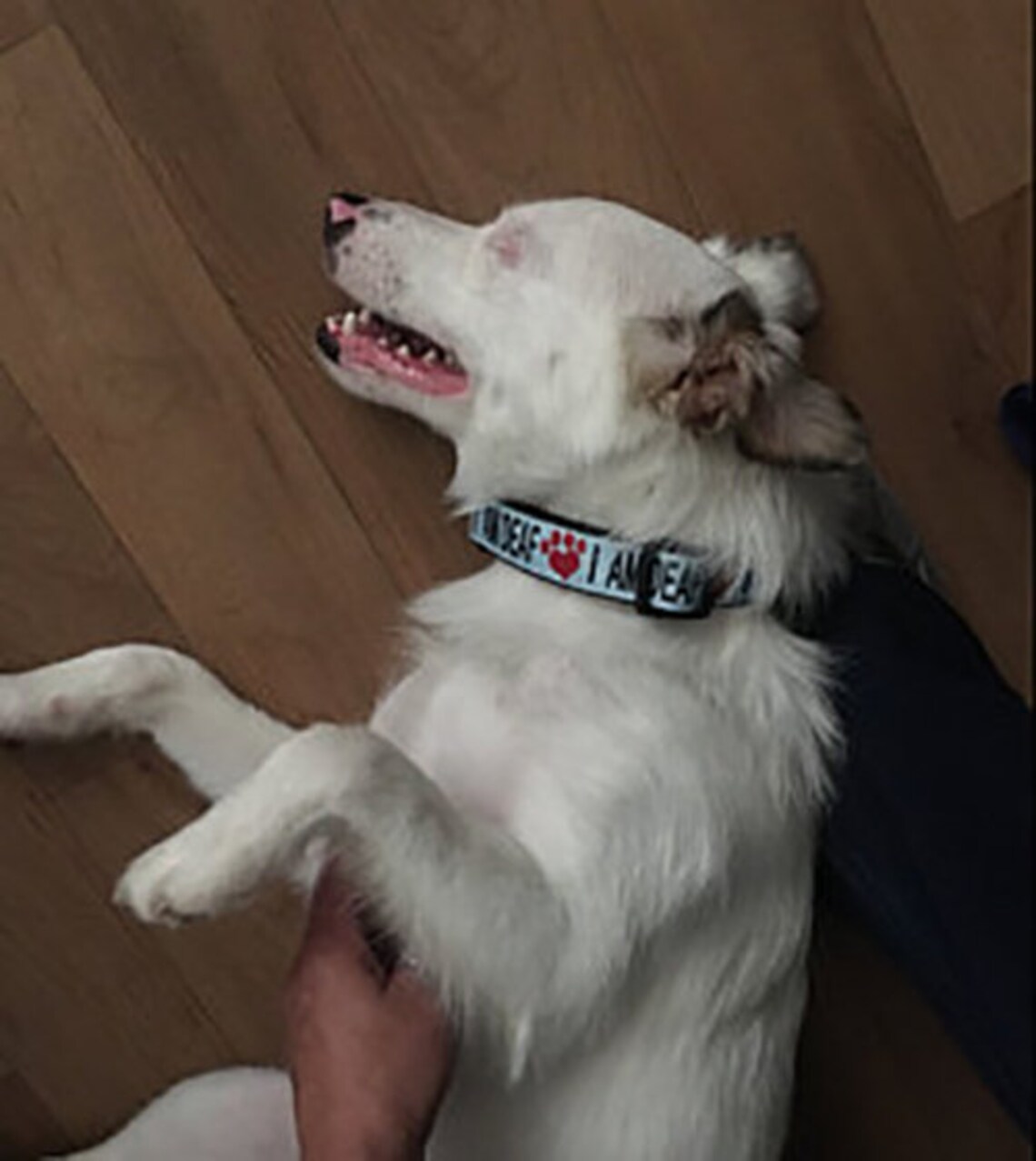 Deaf Dog Collar & Leash Set Deaf Dog Gear Deaf Dog Etsy