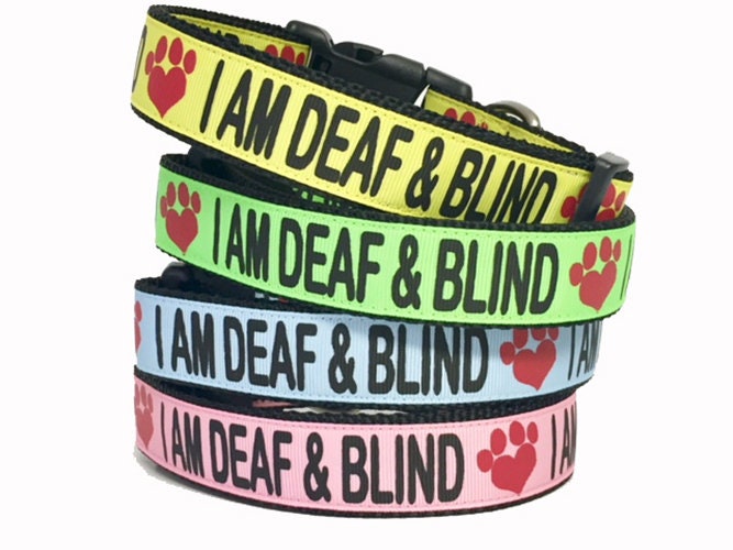 Blind and deaf dog accessories 2025