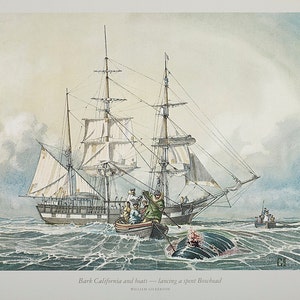 May include: A vintage illustration of a whaling ship, the Bark California, with boats alongside, in the process of lancing a spent Bowhead whale. The ship is sailing on a calm sea with a cloudy sky in the background. The text "Bark California and boats - lancing a spent Bowhead" and "William Gilkerson" are visible at the bottom of the image.
