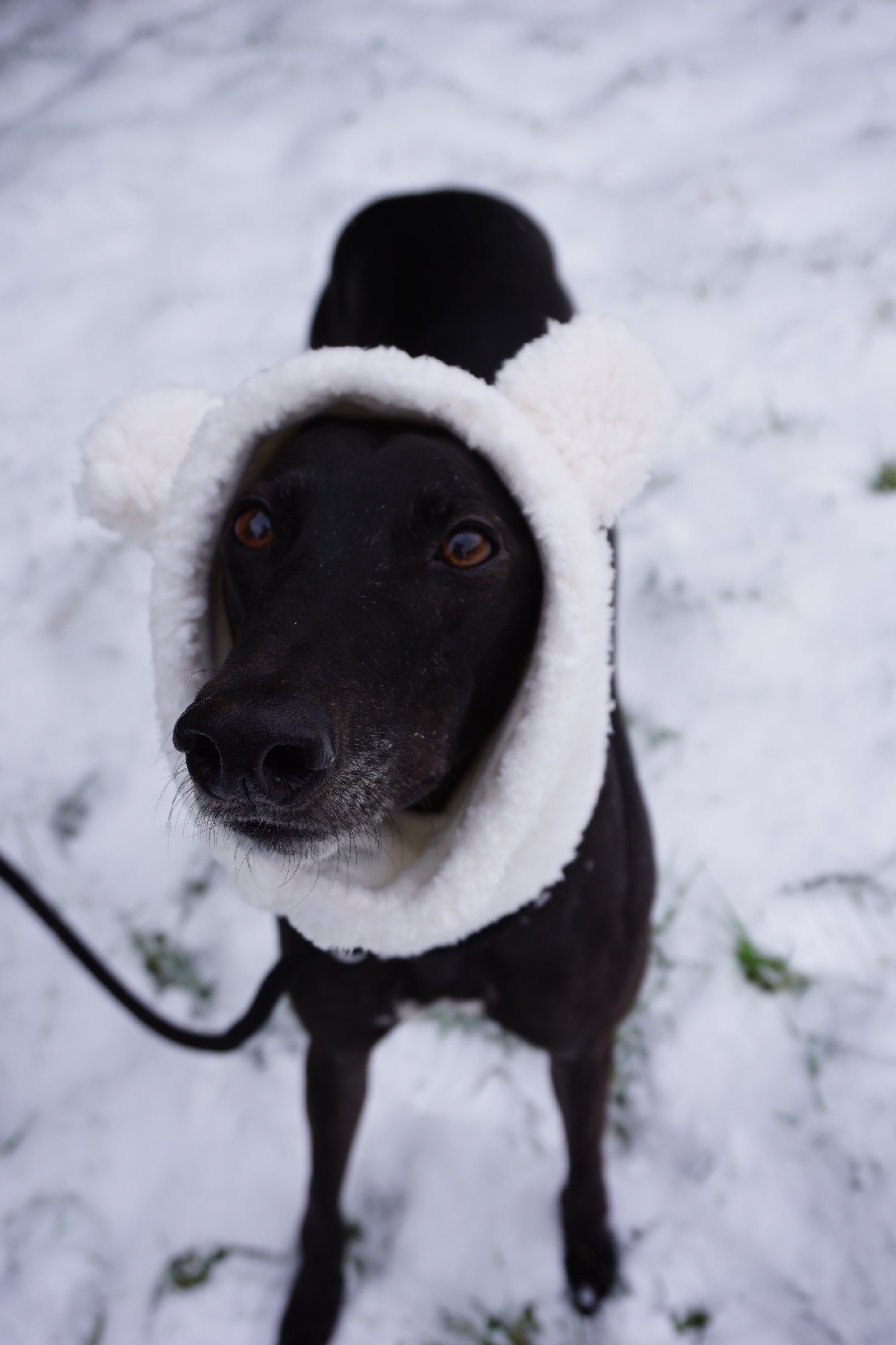 Sherpa Fleece Lined Dog Snood With Ears Etsy New Zealand