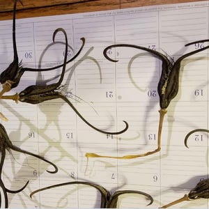 May include: Dried seed pods with long, curved tendrils and a quarter coin for scale. The pods are brown and tan, with a textured surface. They are arranged on a calendar page with numbers visible.