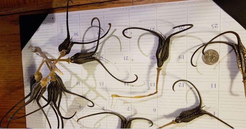 May include: Dried seed pods with long, curved tendrils and a quarter coin for scale. The pods are brown and tan, with a textured surface. They are arranged on a calendar page with numbers visible.