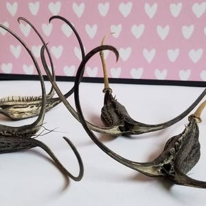 May include: Close-up of several dried seed pods with long, curved appendages. The pods are dark brown and beige, with a textured appearance. They are arranged on a white surface, with a pink background decorated with white hearts.