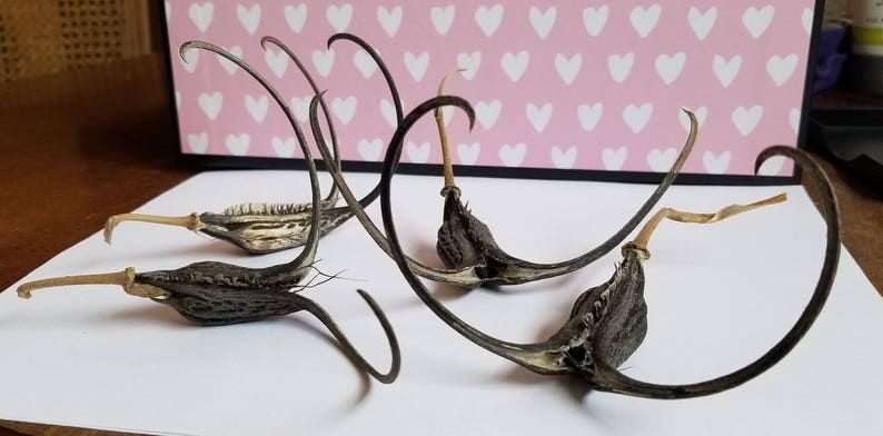 May include: Close-up of several dried seed pods with long, curved appendages. The pods are dark brown and beige, with a textured appearance. They are arranged on a white surface, with a pink background decorated with white hearts.