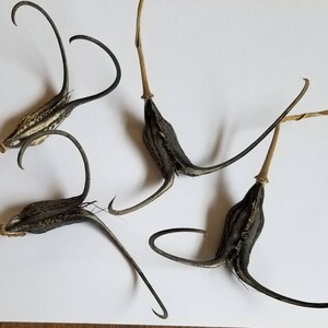 May include: Four dried seed pods with long, curved appendages and slender stems. The pods are dark with a striped pattern, and the stems are light brown. The curved parts are black. The pods are arranged on a white surface.