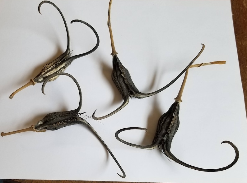 May include: Four dried seed pods with long, curved appendages and slender stems. The pods are dark with a striped pattern, and the stems are light brown. The curved parts are black. The pods are arranged on a white surface.