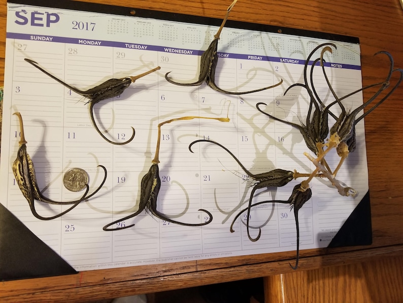 May include: Dried seed pods with long, curved appendages are arranged on a calendar page. The calendar shows the month of September 2017. A U.S. quarter coin is included for scale. The pods are brown and beige.