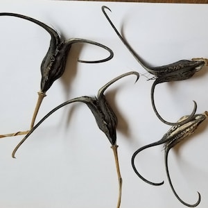 May include: Four dried seed pods with long, curved stems and black, textured bodies. The pods have a unique shape, with a bulbous base and a slender, curved tip. The stems are a light brown color, and the pods are arranged against a white background.