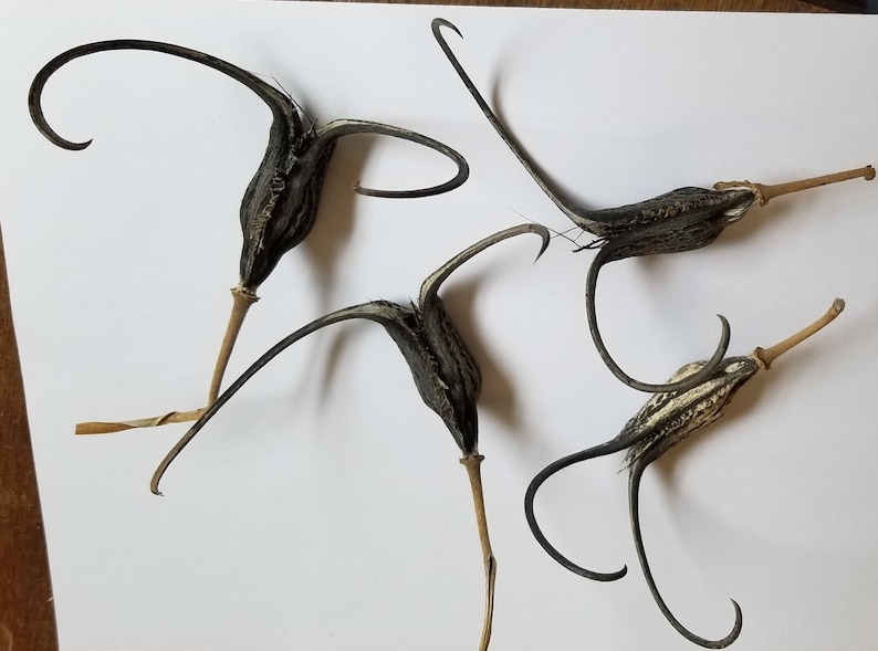 May include: Four dried seed pods with long, curved stems and black, textured bodies. The pods have a unique shape, with a bulbous base and a slender, curved tip. The stems are a light brown color, and the pods are arranged against a white background.