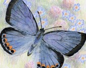 Items similar to Acmon Blue Butterfly Art Print, Wildflower & Butterfly ...