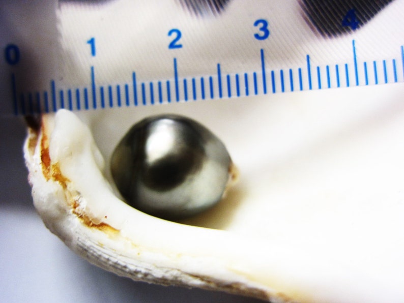 16.5mm Tahitian Pearl Absolutely Beautiful Genuine Undrilled Loose-Tahiti Baroque Touch of Grey #V503