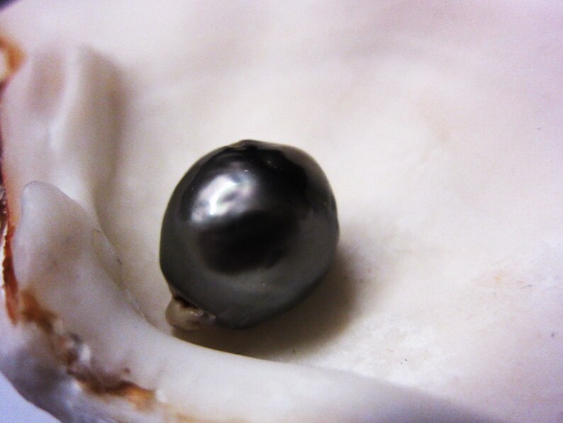 16.5mm Tahitian Pearl Absolutely Beautiful Genuine Undrilled Loose-Tahiti Baroque Touch of Grey #V503