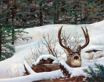 Winter Rest A Giclee print of a Mule Deer in a winter scene