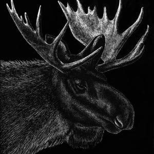 Lithograph print &quot;Moose&quot; A pen and ink on scratchboard drawing of a Moose in the Rocky Mountains