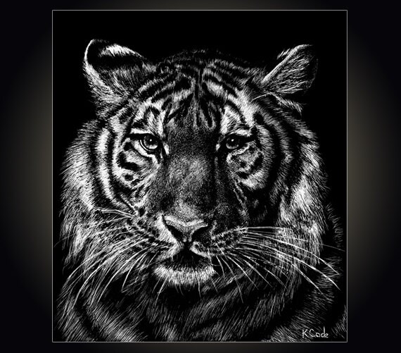 Beautiful, affordable scratchboard art print- Tiger