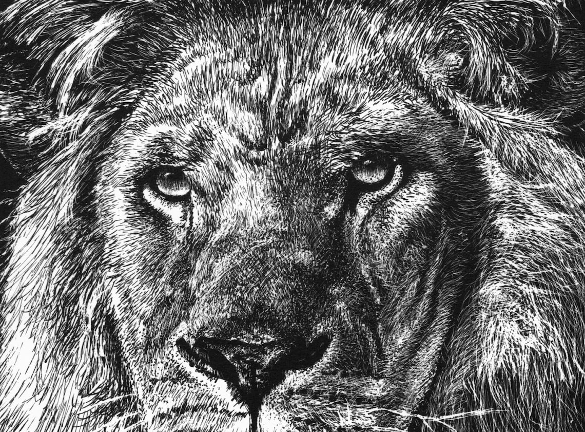Lithograph Print lion A Pen and Ink on Scratchboard Drawing of a Lion