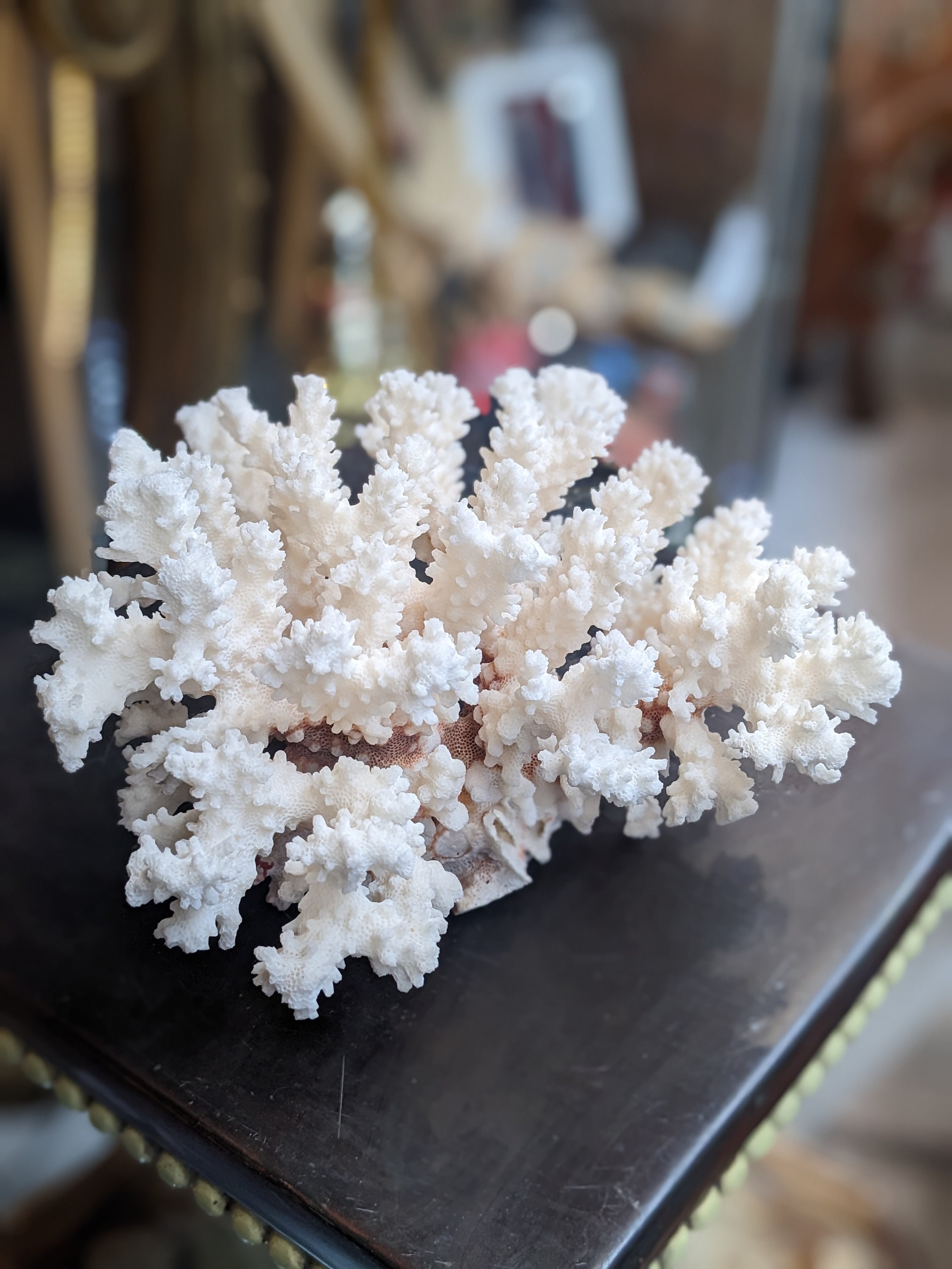 Large Vintage White Reef Coral Specimen on stand. - Hunter and Rose