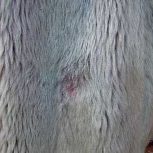 Vintage Mouton Fur Coat / Gray Brown fUR COAT / Lamb Fur / Lamb Fur Coat image 7