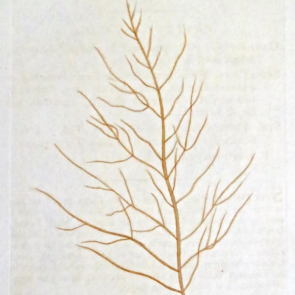 18th Century Engraving of a Rare Brown Alga. Seaweed, Fucus, Algae -  215 year Georgian Hand Colored Botanical