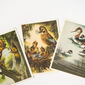 Sowjetunion Postkarten-Set 3 wilde Vögel. Wissen der Vögel Naturpostkarten leer. Künstlerische russische Postkartenwildvogelgeschenkgestaltung