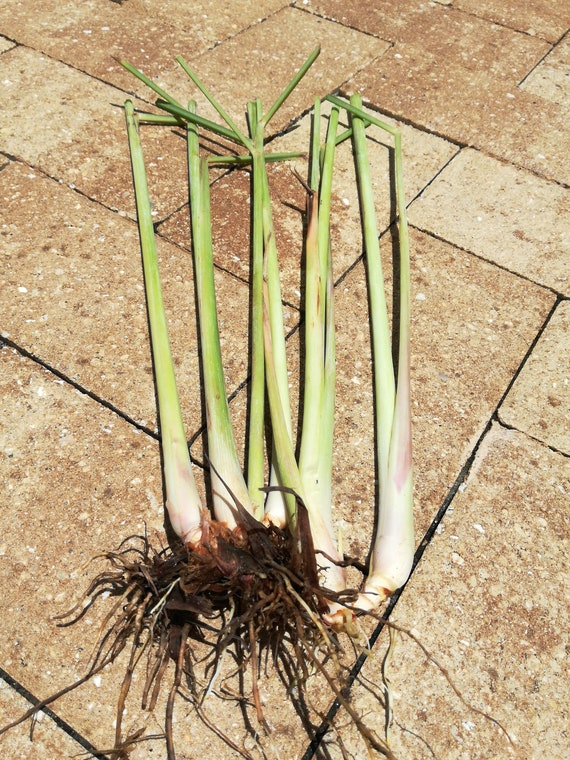 5 Rooted LEMON GRASS mosquito repellent cooking buddy Etsy