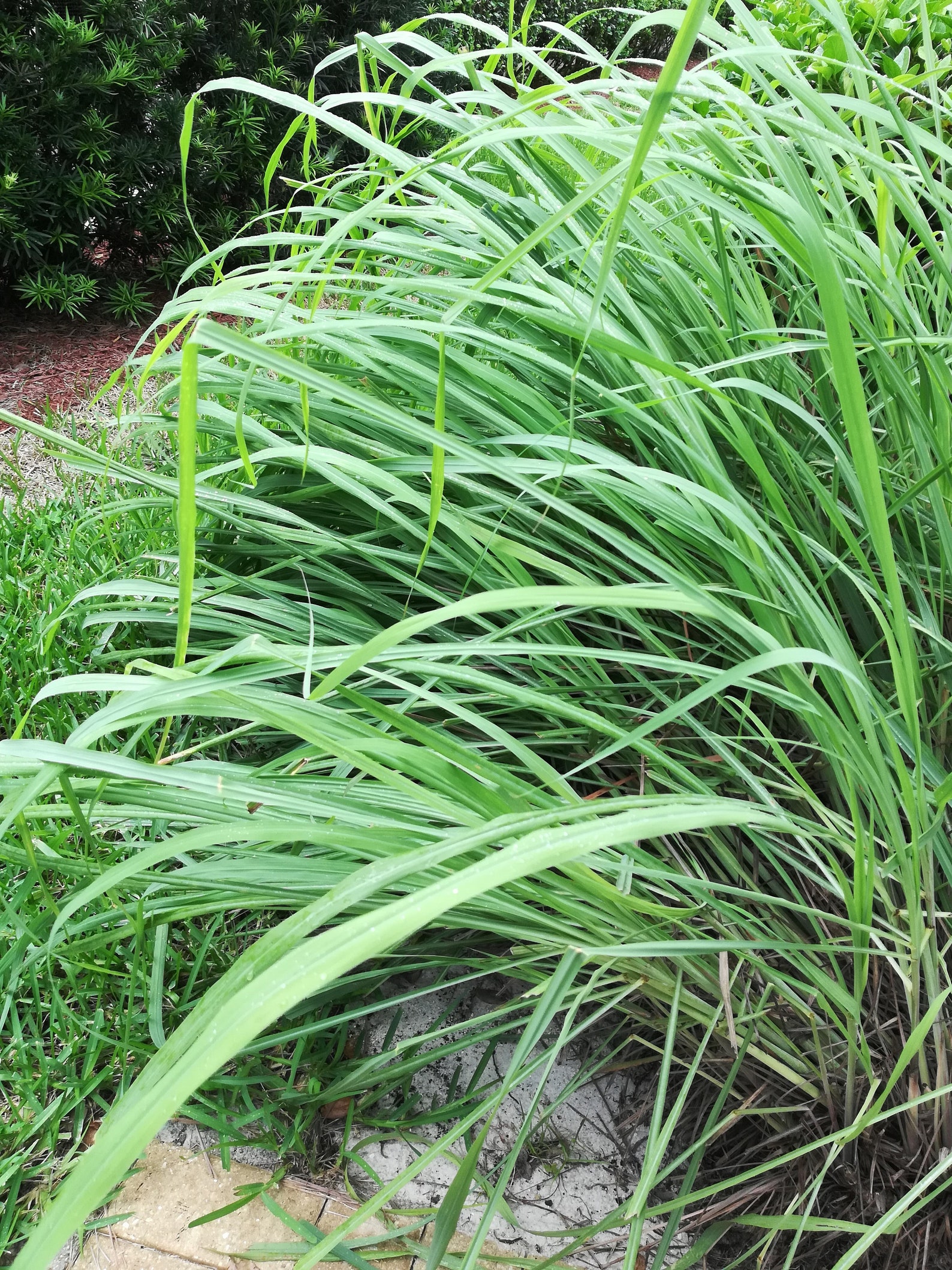 5 Rooted LEMON GRASS mosquito repellent cooking buddy Etsy