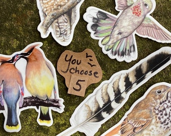 Choose Any 5 Bird Stickers, Waterproof Vinyl Decals