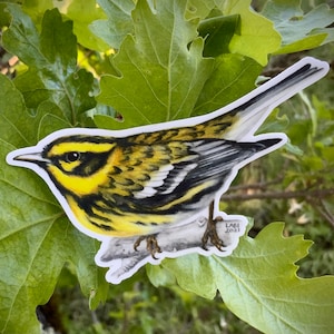 Townsend’s Warbler sticker, vinyl, waterproof, uv resistant, 3.5”, original illustration