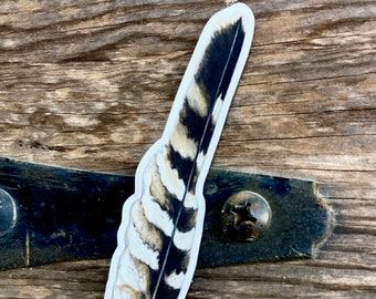 MAGNET: Red-shouldered Hawk feather, original illustration