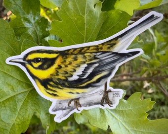 Townsend’s Warbler sticker, vinyl, waterproof, uv resistant, 3.5”, original illustration