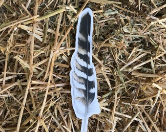 Red-shouldered Hawk Feather sticker, vinyl, 6", waterproof, original illustration