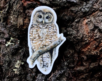 Spotted Owl sticker, vinyl, 3.5", waterproof, original illustration