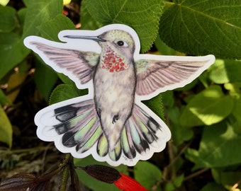 Anna's Hummingbird Sticker, Waterproof Vinyl, Original Illustration