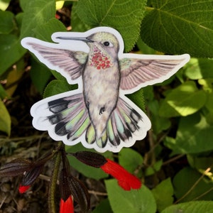 Anna&#39;s Hummingbird, sticker, nature, joy, vinyl, illustration, painting, feather, drawing, graphic, flight, fly, hover, science, nectar