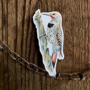 Northern Flicker sticker, vinyl, 3.5&quot;, waterproof, original illustration, woodpecker