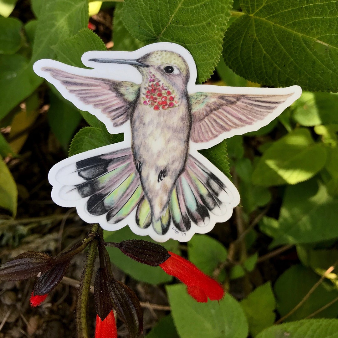 Anna's Hummingbird Sticker, Waterproof Vinyl, Original Illustration - Etsy