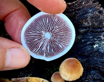 LBM Spore print sticker