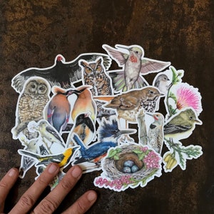 May include: A collection of colorful bird stickers, featuring various species like owls, hummingbirds, and woodpeckers. The stickers are arranged on a textured brown surface, showcasing detailed illustrations of each bird.