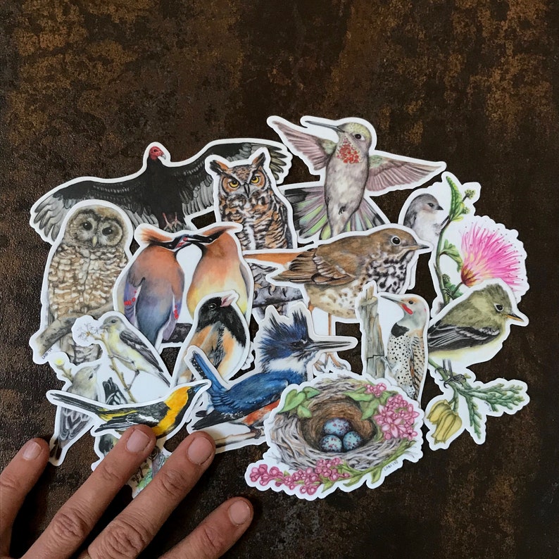 May include: A collection of colorful bird stickers, featuring various species like owls, hummingbirds, and woodpeckers. The stickers are arranged on a textured brown surface, showcasing detailed illustrations of each bird.