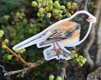 Dark-eyed Junco sticker, vinyl, 3.5", waterproof, original illustration
