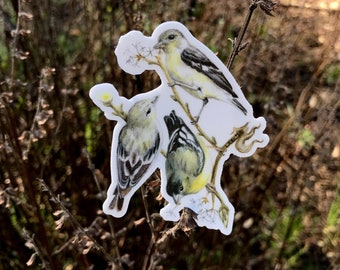 Lesser Goldfinch sticker, vinyl, 3", waterproof, original illustration