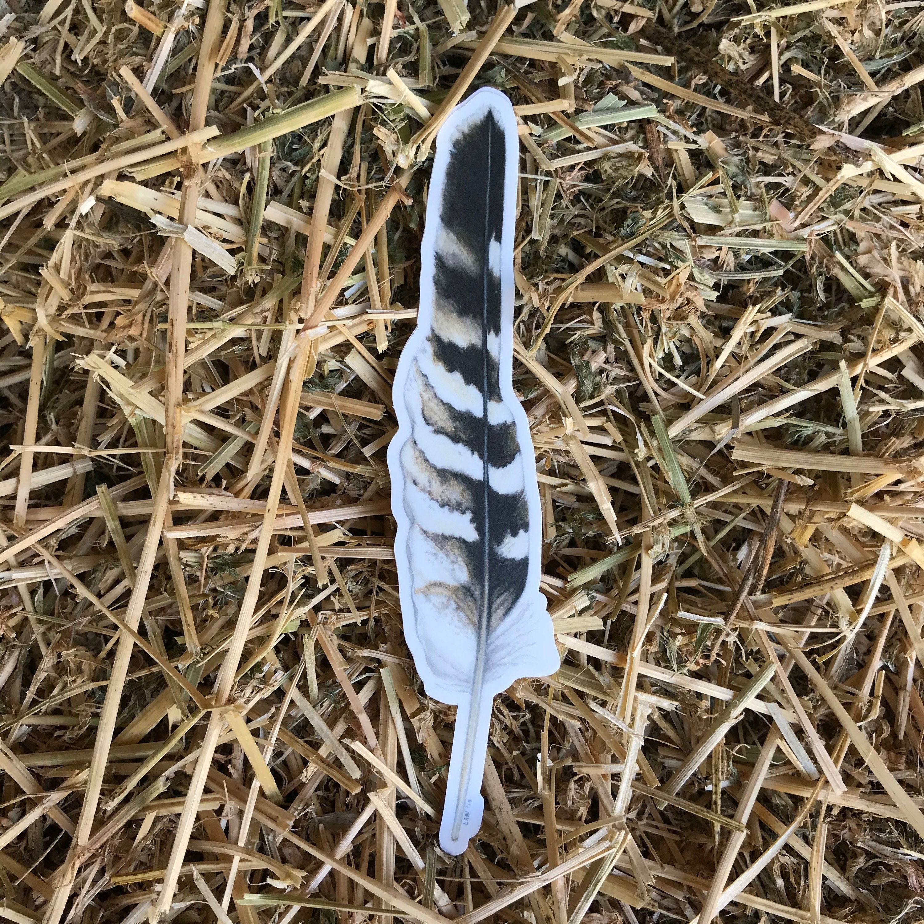 Red Shouldered Hawk Feather Sticker Vinyl 6 Etsy
